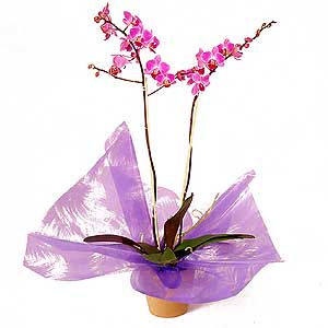 Double Stemmed Phaelenopsis Orchid Plant