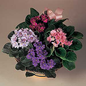Flowers Directory Flowering Planted Basket
