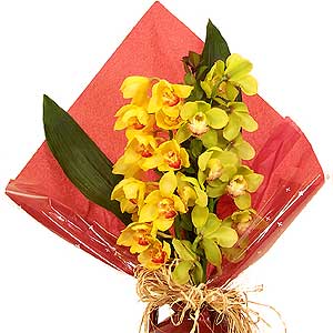 Large Cybidium Orchid Gift
