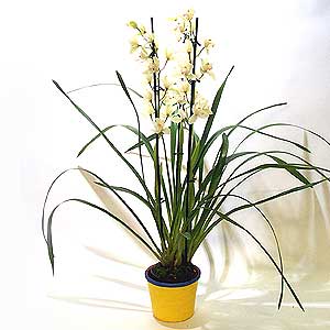 Large Cymbidium Orchid Plant