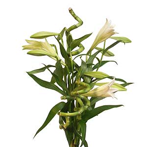 Longiflorum Lilies and Curly Bamboo