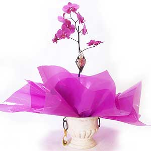 Phalaenopsis Orchid Plant with Designer Pot
