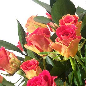Flowers Directory Rose Handtie
