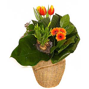 Flowers Directory Spring - Designer Bouquet
