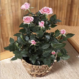 Flying Flowers Pink Rose Plant