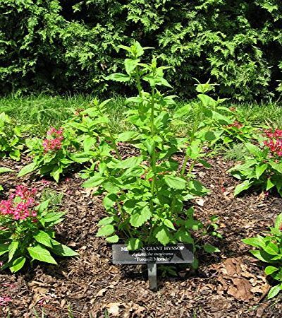 Food Forestation Ltd Agastache Mexicana, mexican giant hyssop, blue form 0.5g approx 1200 seeds