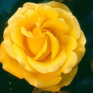 Hybrid Tea Rose (pre-order now)