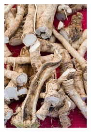 Fresh Horseradish root 1kg