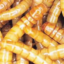 450g Bag Mealworms