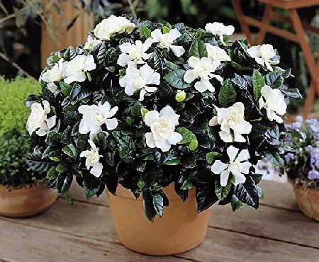 Gardens4you Gardenia jasminoides - 1 plant