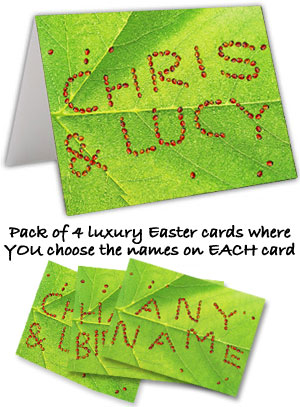 Personalised Ladybug Cards (Pack of 4 Luxury Cards)