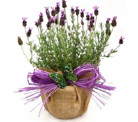 A POT OF SCENTED FRENCH LAVENDER -Superb Plant amp; Flower Gift For Mothers Day, Birthday,New Home Or Just A Simple Thankyou