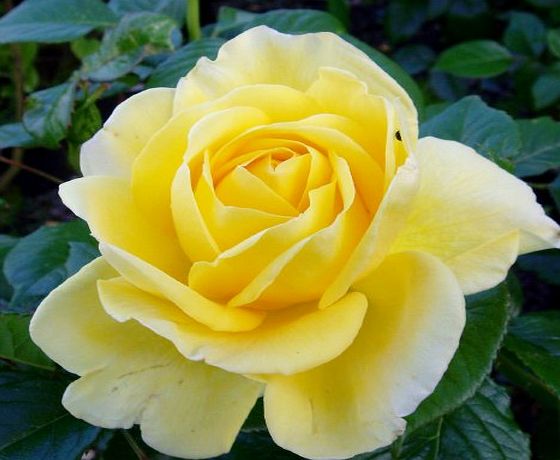 Giftaplant ROSE GOLDEN 50th ANNIVERSARY-A Wonderful Gift Rose, Golden Wedding Anniversary,50th Wedding Anniversary Gifts