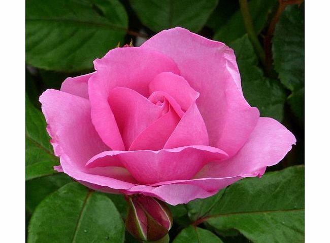 Giftaplant ROSE MILLIE-Superb Christmas, Birthday,Personalised,Plant amp; Flowers For Girls, Women, Mum,Mom,Her