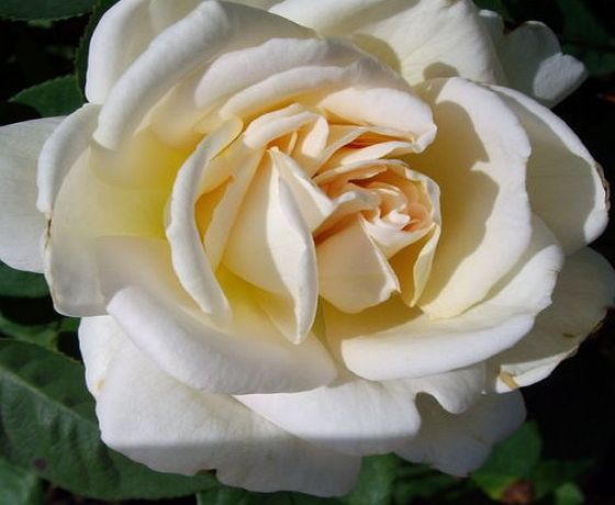 Giftaplant ROSE SILVER WEDDING CELEBRATION-Silver Wedding Anniversary, 25th Wedding Anniversary Gifts