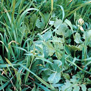 Green Manure Fast Growing Soil Conditioner