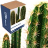 Grow Your Own Prickly Plant
