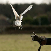 Half Day Owl Encounter Birds of Prey Experience - Owl