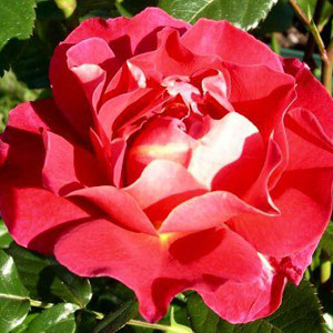 Anniversary Floribunda Rose
