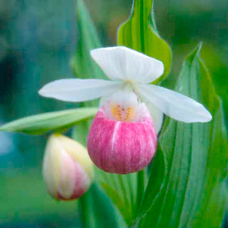 Hardy Orchid Cypripedium Reginae Plants 1 Bare