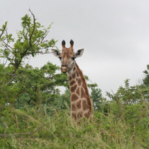 Hluhluwe Game Reserve Day Tour - Adult