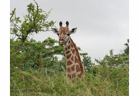 Hluhluwe Game Reserve Day Tour - Single Adult