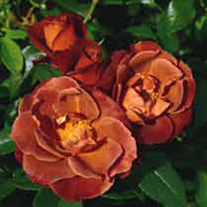 Chocolate Floribunda Rose