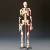 Inoneword Anatomical Model : Painted and Numbered Big Tim Skeleton