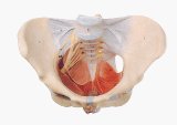 Inoneword Deluxe Scientific Anatomical Model : Female Pelvis with Nerves and Floor Muscles