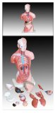 Inoneword Scientific Anatomical Model : 26cm Tall Torso - 15 Dissectible Parts