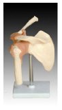 Inoneword Scientific Anatomical Model : Life Size Shoulder Joint