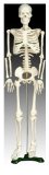Inoneword Scientific Anatomical Model : Medium Anatomical Skeleton Model - 85 cm Tall