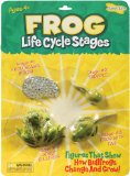 Insect Lore Life Cycle Stages Frog
