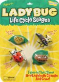 Insect Lore Life Cycle Stages Ladybug