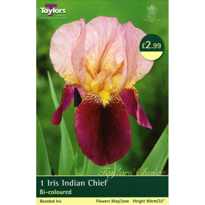 Indian Chief Bulb