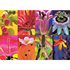 Jumbo Flower Collage 1000 Piece Jigsaw Puzzle