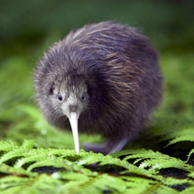 Kiwi Encounter - Adult