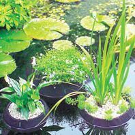 Laguna Floating Pond Planters Small - 25cm