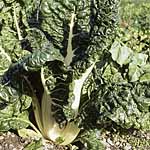 Beet Silver Chard Seeds 431896.htm