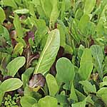 Salad Seeds - French