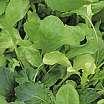 Salad Seeds - Italian 436575.htm