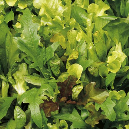 Salad Seeds - Lettuce Mixture Average Seeds