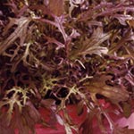 Salad Seeds - Mustard Red Frills