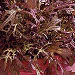 Salad Seeds: Mustard Red Frills 437430.htm