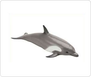 Leapfrog Dolphin