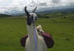 Lifestyle Llama Trekking and Cream Tea for Two