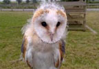 Owl Encounter in Derbyshire