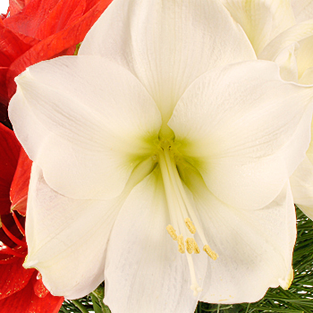 Luxury Amaryllis Bouquet - flowers