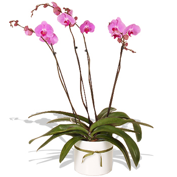 stem Phalaenopsis Orchid - flowers