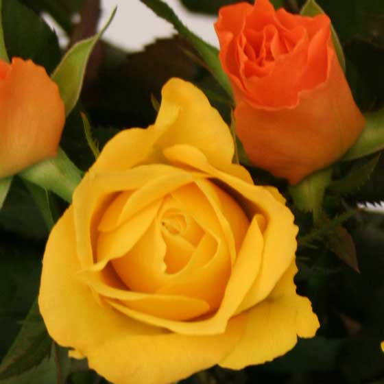 Yellow and Orange Roses
